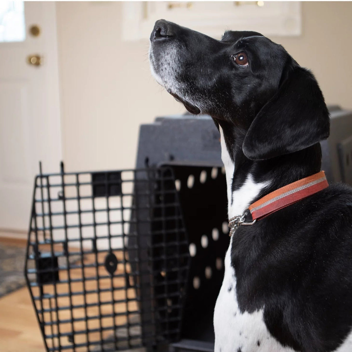 Orvis Customer Favorite -Ruff LandTM Performance Dog Kennel