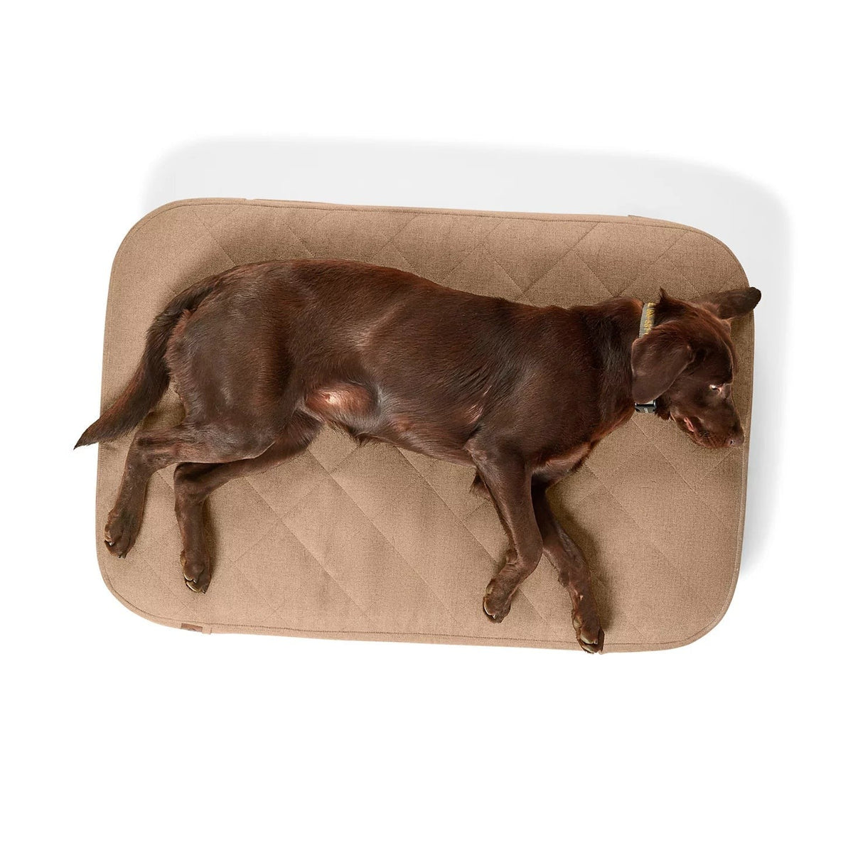 Orvis Great Deal - Orvis RecoveryZone® ToughChew® Lounger Dog Bed