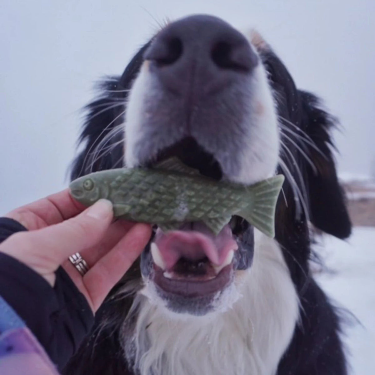 Orvis Best Seller - Breedwise TrophyTM Dog Dental Chews