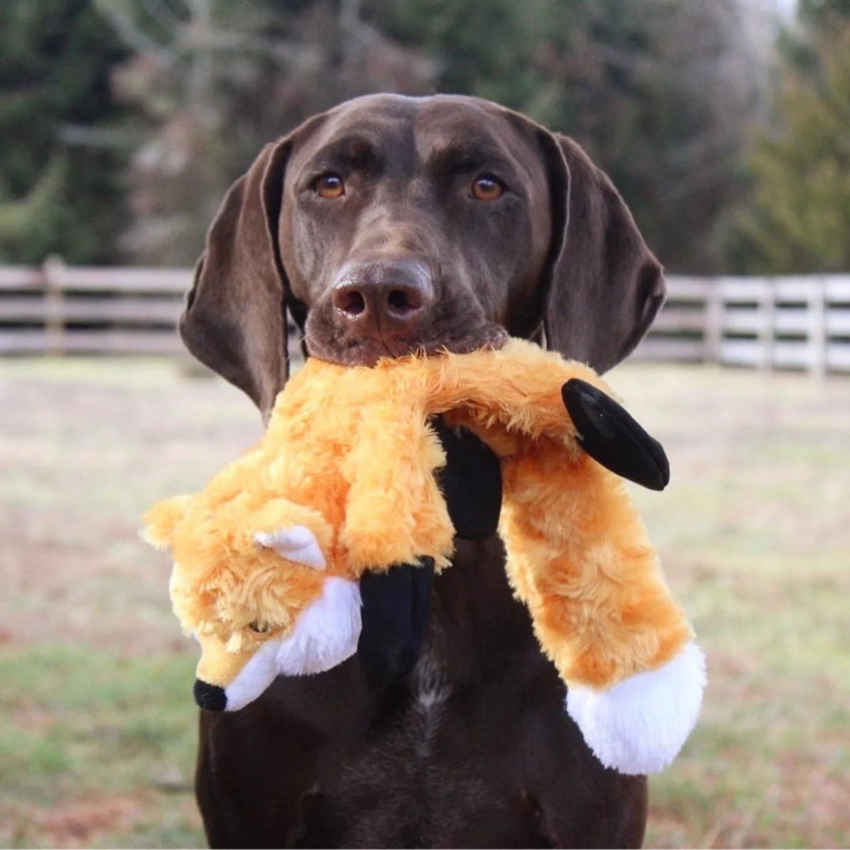 Orvis Customer Favorite -Stuffless Fox Dog Toy